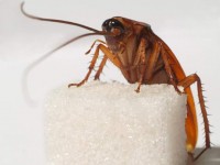 Как избавиться от тараканов — эффективные и проверенные способы. Фото + видео инструкция